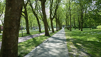 Groene tunnel