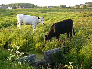 Koeien in Ommoordse Veld