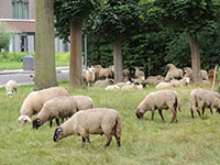 Begrazing door schapen